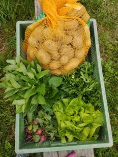 Geerntetes Gemüse